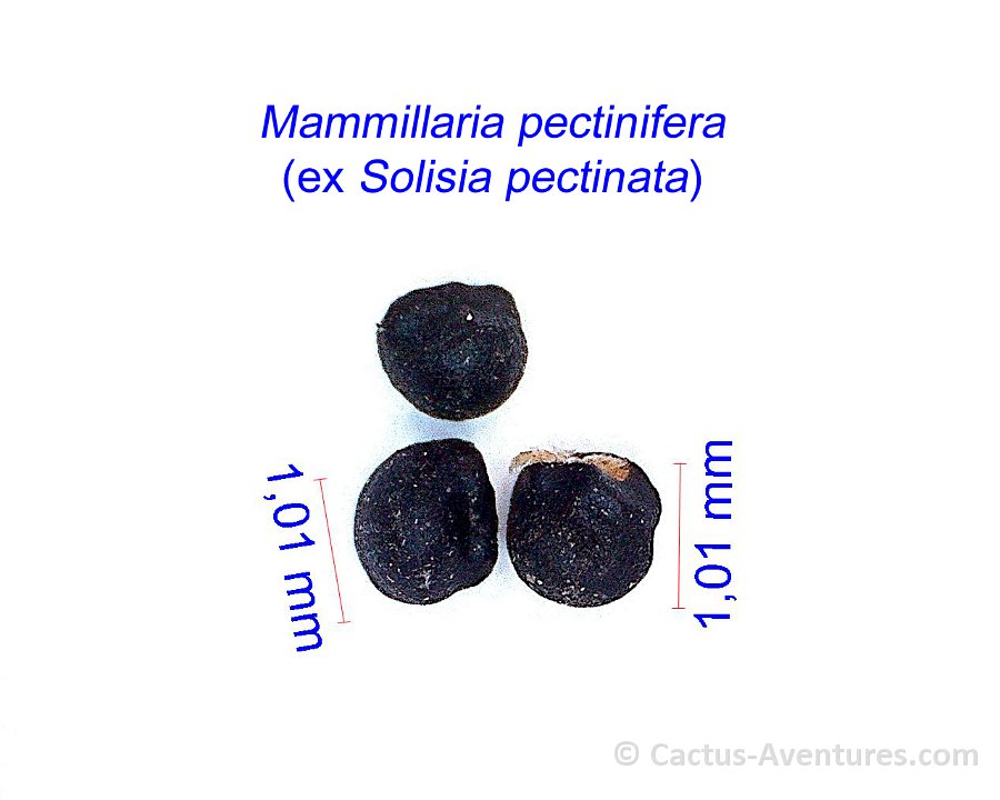 Mammillaria pectinifera (ex Solisia pectinata) JM